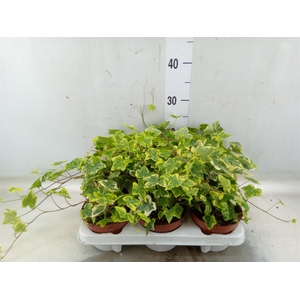 Hedera helix 'Golden Kolibri'