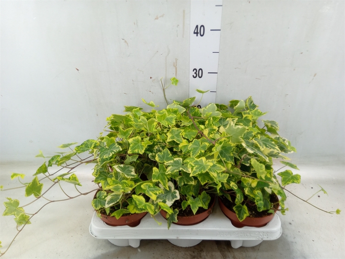 Hedera helix 'Golden Kolibri'