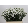 Limonium sinuatum Silvery Sun Birds