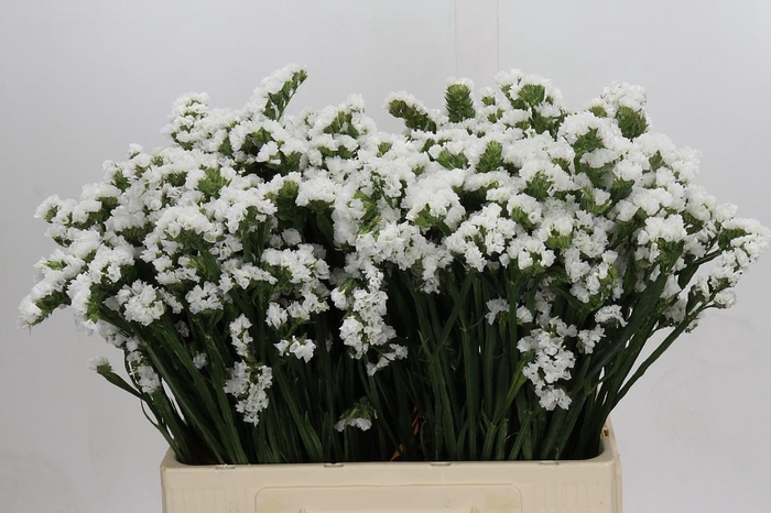 <h4>Limonium Silvery Sun Birds</h4>