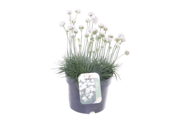 <h4>Armeria maritima Alba</h4>