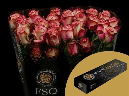 <h4>R Gr Paloma Box</h4>