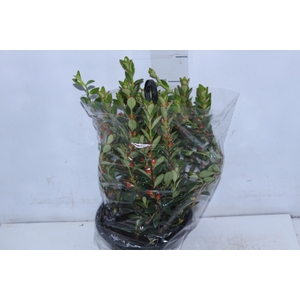 COLUMNEA PEIXINHO C18