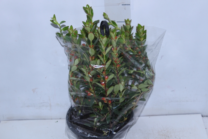 <h4>COLUMNEA PEIXINHO C18</h4>