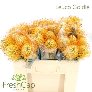 Leuco Goldie