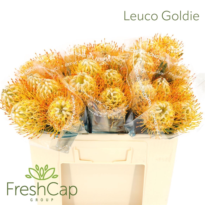 <h4>Leuco Goldie</h4>