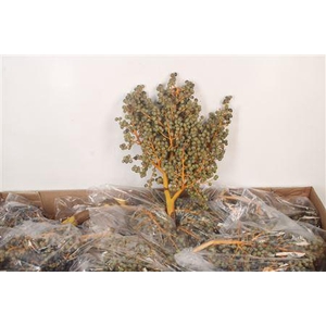 Dadels 1 Kilo Per Stuk X10 Box