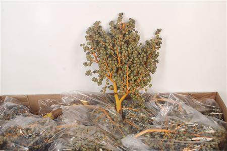 <h4>Dadels 1 Kilo Per Stuk X10 Box</h4>