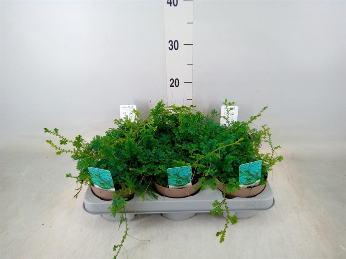 <h4>Selaginella uncinata 'Peacock'</h4>