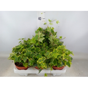 Hedera helix 'Goldchild'