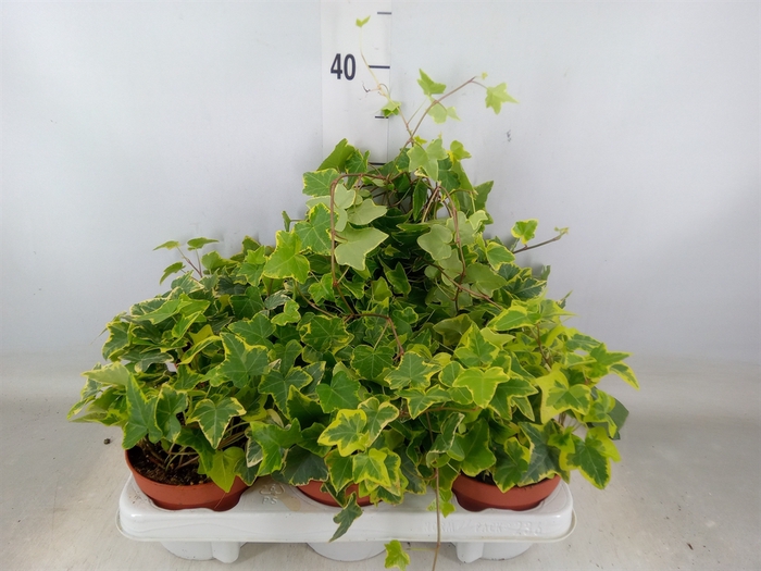 <h4>Hedera helix 'Goldchild'</h4>