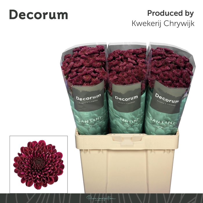 <h4>Chr S Jinda Red</h4>