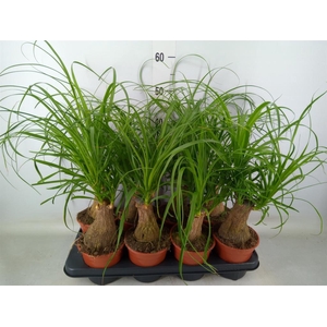 Beaucarnea recurvata