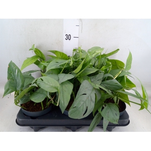 Epipremnum pinn. 'Cebu Blue'