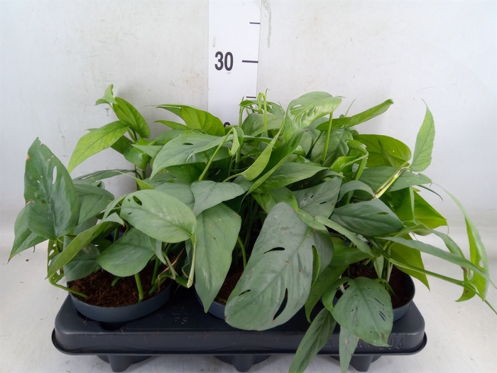 <h4>Epipremnum pinn. 'Cebu Blue'</h4>