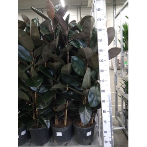 Ficus elastica 'Abidjan'