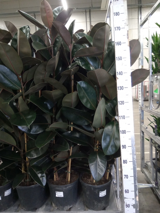 <h4>Ficus elastica 'Abidjan'</h4>