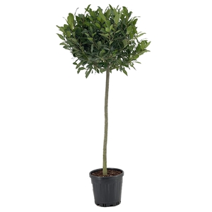 Laurus nobilis Bol op stam