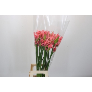 Nerine Helena