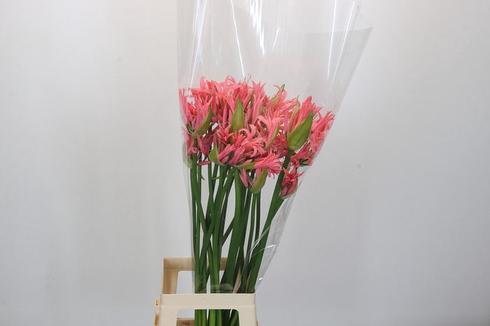 <h4>Nerine Helena</h4>