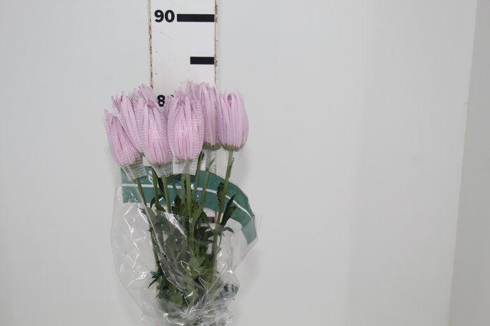 <h4>ANASTASIA CIPRIA 080 CM LILAS</h4>