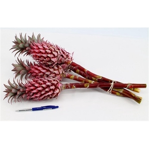 Ananas Striatos Xl