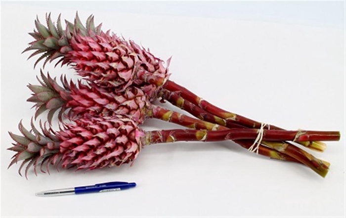 <h4>Ananas Striatos Xl</h4>