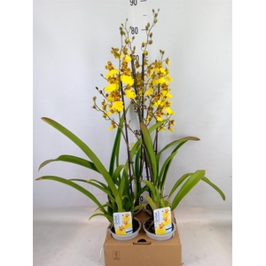 Oncidium   ...
