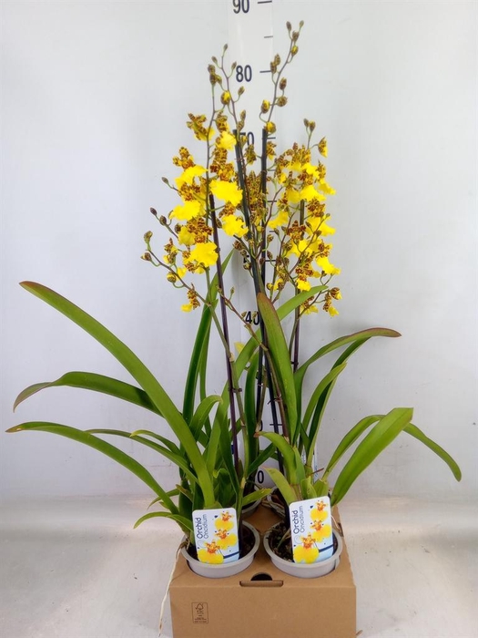 <h4>Oncidium   ...</h4>