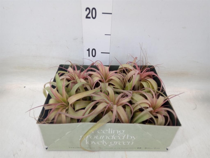 <h4>Tillandsia</h4>