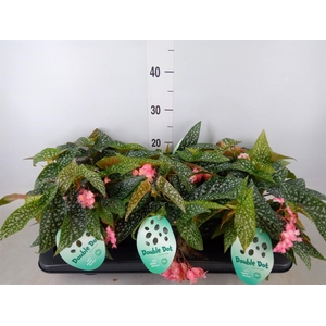 Begonia BD 'Double Dot'