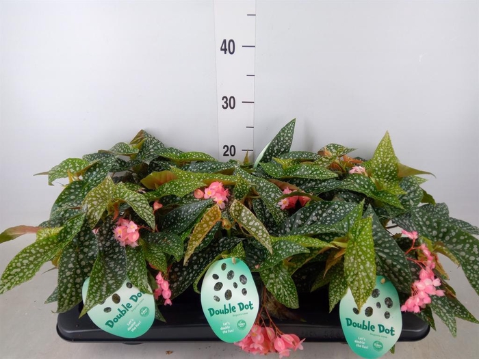 <h4>Begonia BD 'Double Dot'</h4>