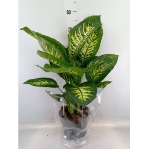 Dieffenbachia seg. 'Reeva'