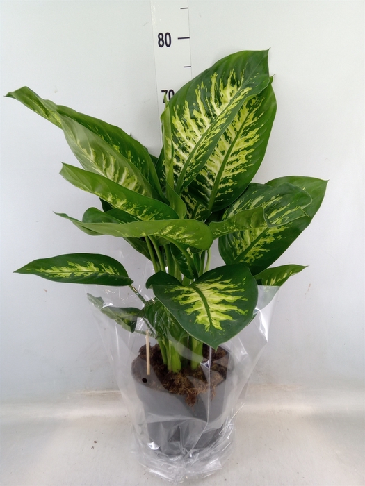 <h4>Dieffenbachia seg. 'Reeva'</h4>