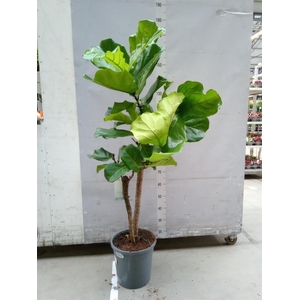 Ficus lyrata