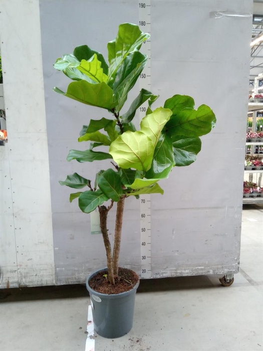 <h4>Ficus lyrata</h4>