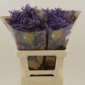 Limonium Safora Dark Blue