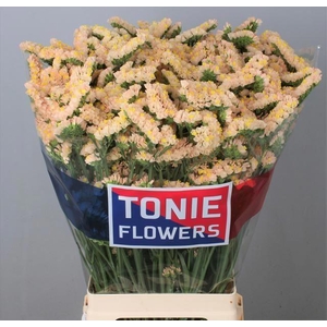 STATICE GLOWY SUN BIRDS 60 GR.