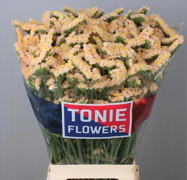 <h4>LIMONIUM SINUATUM 'GLOWY SUN BIRDS'</h4>