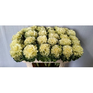 BRASS CRANE RU WHITE