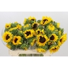 Helianthus Orange Fire