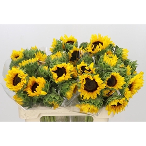 Helianthus Orange Fire