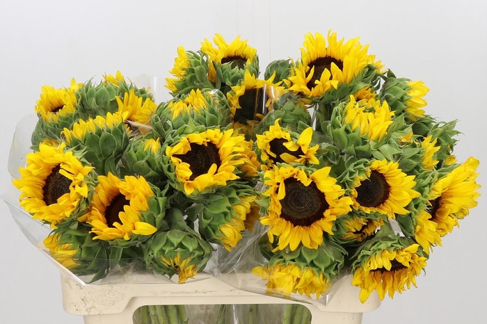 <h4>Helianthus Orange Fire</h4>