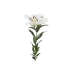 LIRIO ORIENTAL MONTENEU 060 CM HT 3/4 FLS BRANCO