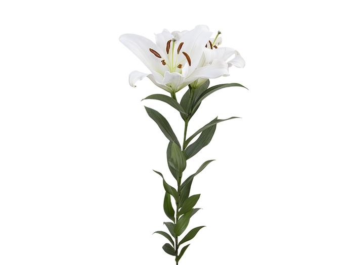 LIRIO ORIENTAL MONTENEU 060 CM HT 3/4 FLS BRANCO