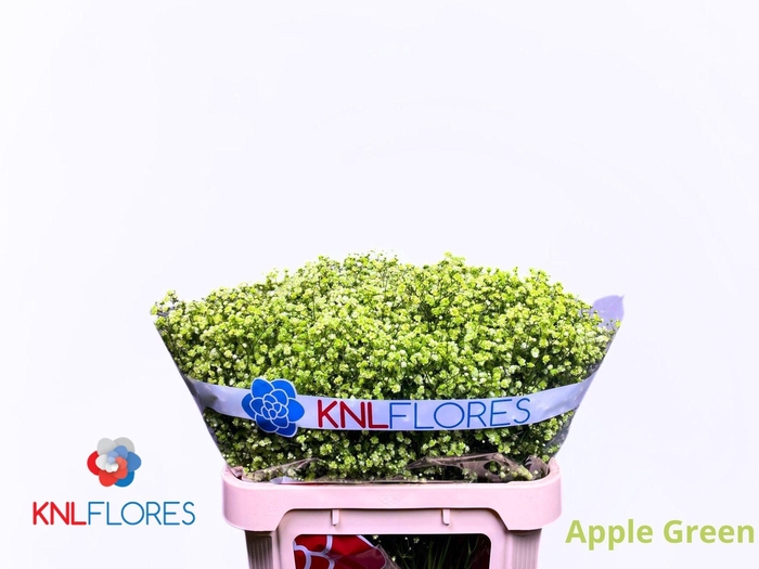 <h4>GYPS KLB H%</h4>