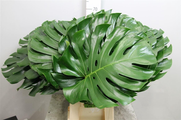 <h4>Monstera Blad 45cm Ø</h4>