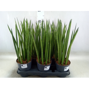 Sansevieria cyl.  ...