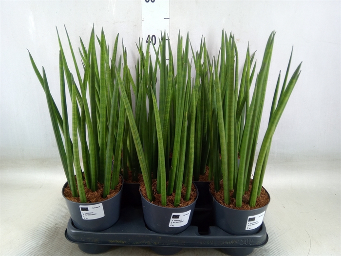 <h4>Sansevieria cyl.  ...</h4>
