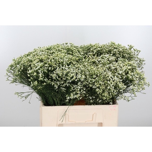 Lim Sin Sen P Colada